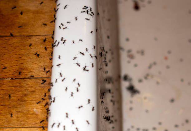 Best Exterminator Services  in Inwood, WV