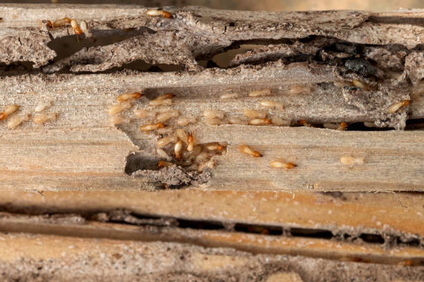 Best Wildlife Control Services  in Inwood, WV